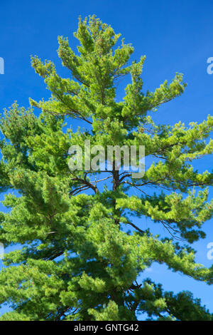 White pine, Quinsigamond State Park, Worcester, Massachusetts Stock Photo