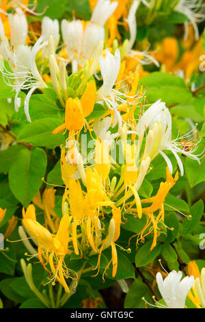 Honeysuckle, Antietam National Battlefield, Maryland Stock Photo