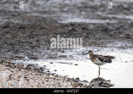 A Ruff (Philomachus pugnax) standing in water with mud flats behind.  An example of the 'rule of thirds' compositional concept Stock Photo