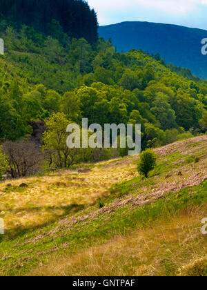 View over Gilfach Farm Nature Reserve near Rhayader Powys Wales UK an area of open moorland, flower-rich grasslands and oak wood Stock Photo