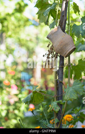 Decorative clay jug on a vine in the garden Stock Photo