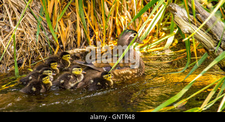 New Born Wood Duck chicks and Hen swimming in a stream. Idaho, USA Stock Photo