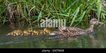 Mallard Hen with new born chicks swimming in creek, Boise River Greenbelt, Boise, Idaho, USA Stock Photo
