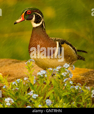 Male Wood Duck in Forget n Knots flowers,USA, daho Stock Photo