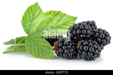blackberries isolated on the white background. Stock Photo