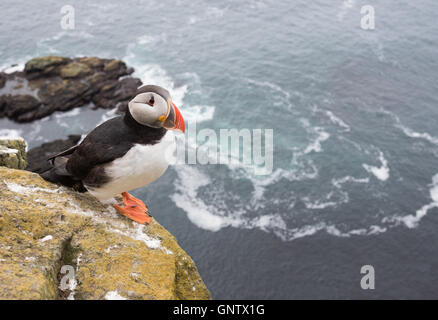 Puffins on the Latrabjarg cliffs, a promontory and the westernmost point in Iceland. Home to millions of birds, including puffin Stock Photo