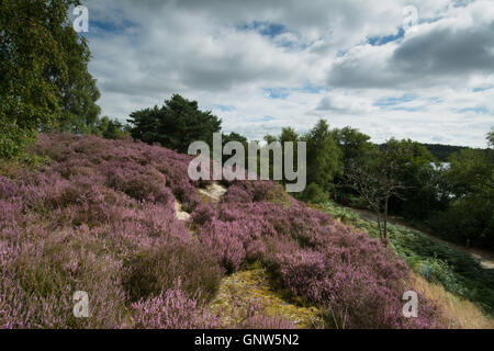 View of heather-covered hillside at Frensham Common, Surrey, England, UK Stock Photo