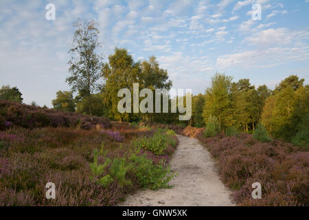 View over Witley Common, Surrey, England, in summer with heather in flower. Surrey Hills Area of Outstanding Natural Beauty. Stock Photo