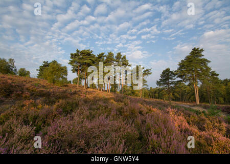 View over Witley Common, Surrey, England, in summer with heather in flower. Surrey Hills Area of Outstanding Natural Beauty. Stock Photo