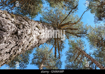 Pinus sylvestris. Forest of Scots pine. Image captured at the shadow produced for the tops of the trees, from the bottom. Stock Photo