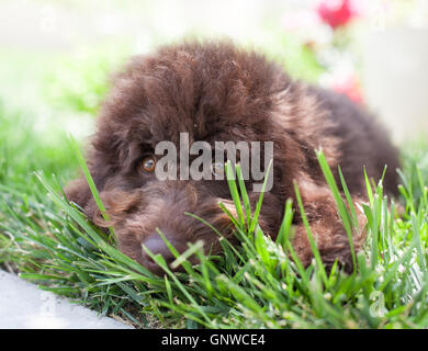 Chocolate labradoodle puppy dog plays peek-a-boo in the grass. He is crouched down on his belly looking thru blades of grass. Stock Photo