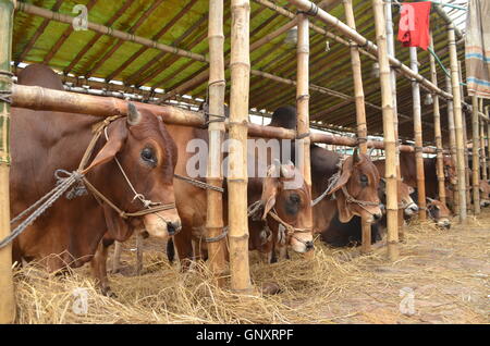 Dhaka. 1st Sep, 2016. Sacrificial animals are seen for sale at the cattle market ahead of Eid-al Adha in Dhaka, capital of Bangladesh, Sept. 1, 2016. © Xinhua/Alamy Live News Stock Photo