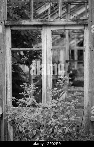 Beautiful old Victorian era greenhouse left to ruin in old English garden in black and white Stock Photo