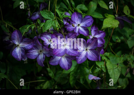 Stunning close up of Royal Purple Jackmanii Clematic in full bloom Stock Photo