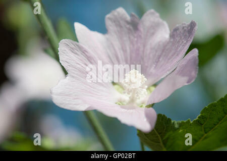 Pale pink shrubby Lavatera flower in summer sunshine. Stock Photo