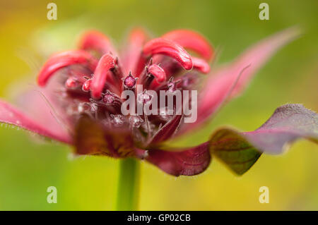 Close up of a rich red Monarda Didyma (Bergamot) flower head with buds opening. Stock Photo