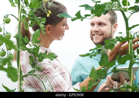 Agricultural Workers Checking Tomato Plants Using Digital Tablet Stock Photo