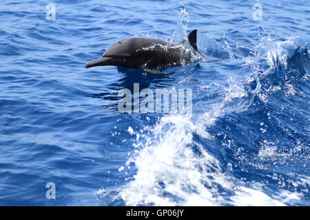 A spinner dolphin (Stenella longirostris) jumping out of the water in the wake of a boat on the Pacific side of Costa Rica. Stock Photo