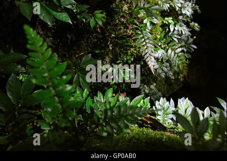 Fern plants in the rainforest on stone, light and shadow, darkness. Stock Photo