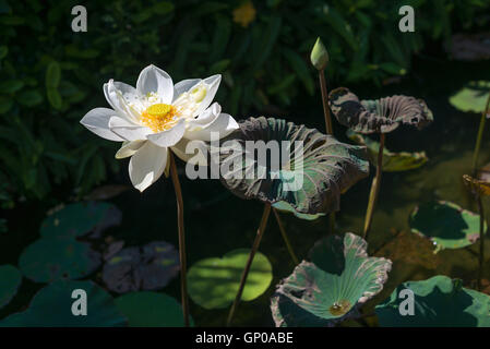 white lotus flower in pond Stock Photo