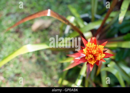 Red Bromeliad flower, copy space. Stock Photo