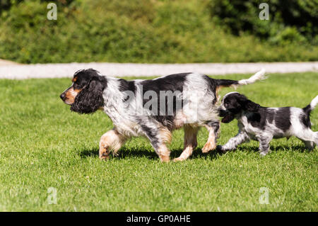 Young English Cocker Spaniel puppy running with female mother, outdoor on green grass in garden. Bread called blue cocker spanie Stock Photo