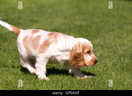 Young English Cocker Spaniel puppy, outdoor on green grass. Bread called orange cocker spaniel. Stock Photo