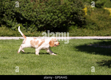 Young English Cocker Spaniel puppy running on garden, outdoor on green grass. Bread called orange cocker spaniel. Stock Photo