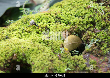 snail crawling on moss in garden Stock Photo