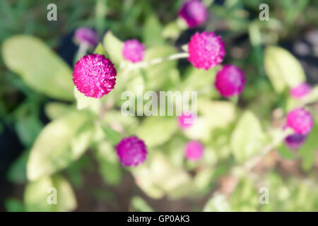 Purple amaranth flowers, purple Gomphrena in the garden. Top view. Stock Photo