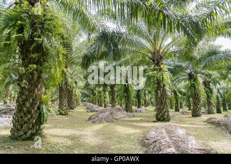 Matured Oil Palm Trees, Rows of Oil Palm Plantation. Stock Photo