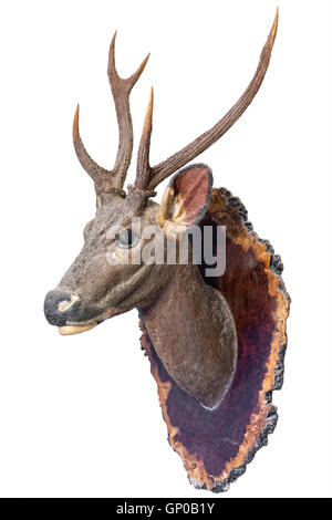 Deer head model mounted on wall isolated on white background. Stock Photo