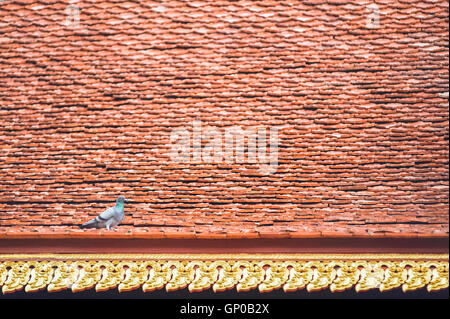 A pigeon stay on beautiful temple roof tile Stock Photo