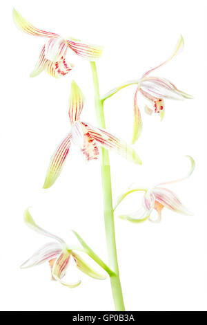 Beautiful orchid flowers: Cymbidium ensifolium, tropical orchid in south of Thailand. Isolated on white. Stock Photo