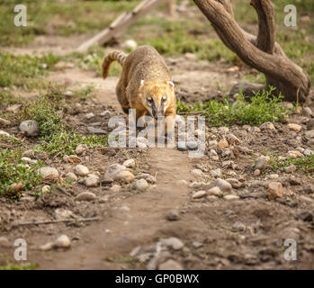 South American coati (Nasua nasua), also known as the ring-tailed coati. Wildlife animal. Stock Photo