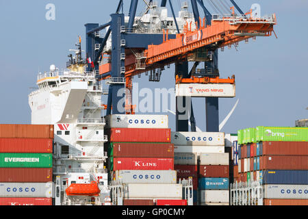 Crane operator placing a container in a cargo ship the Port of Rotterdam. Stock Photo