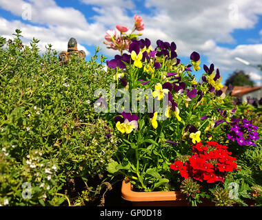 Gardening, potted pansies on the balcony Stock Photo