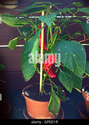 Peppers as a balcony plant Stock Photo - Alamy