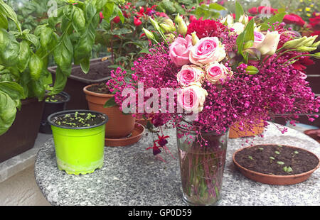 beautiful bouquet of pink roses and basil plants in pots on the balcony table Stock Photo