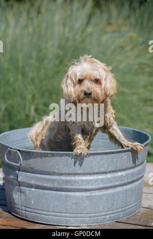 Dog getting a bath in an outdoor tub Stock Photo