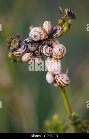 Cluster of snails ( Theba pisana ) gather together. Stock Photo