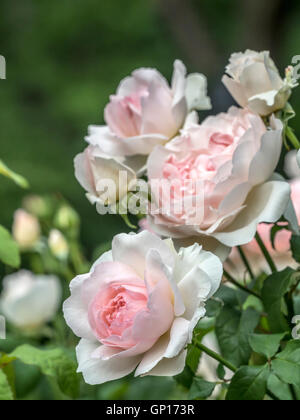 Rose is a woody perennial flowering plant of the genus Rosa, in the family Rosaceae, Stock Photo