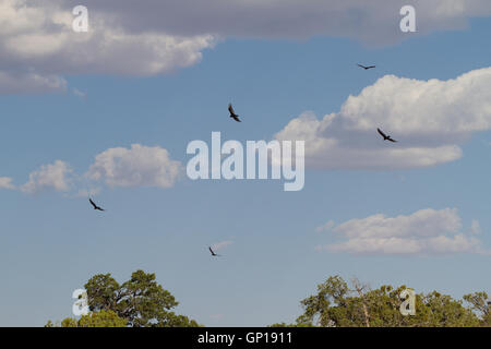 Vultues flying over The Grand Canyon. Arizona. USA Stock Photo