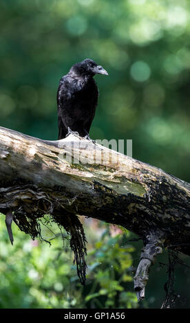 dead decaying black bird on brown leaves Stock Photo - Alamy