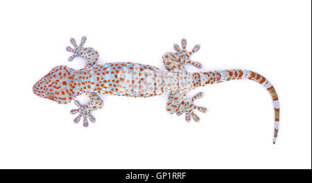 gecko isolated on white background Stock Photo
