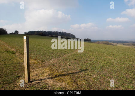 Footpath sign and path cut through stages of a winter wheat field on the North Wessex Downs in March Stock Photo