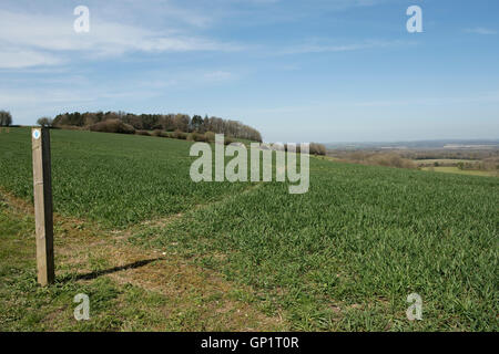 Footpath sign and path cut through stages of a winter wheat field on the North Wessex Downs in April Stock Photo