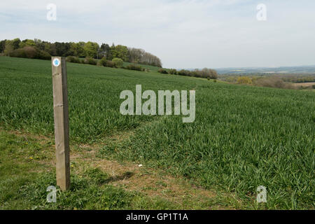 Footpath sign and path cut through stages of a winter wheat field on the North Wessex Downs in May Stock Photo