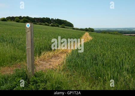 Footpath sign and path cut through stages of a winter wheat field on the North Wessex Downs in June Stock Photo