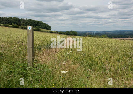 Footpath sign and path cut through stages of a winter wheat field on the North Wessex Downs in July Stock Photo